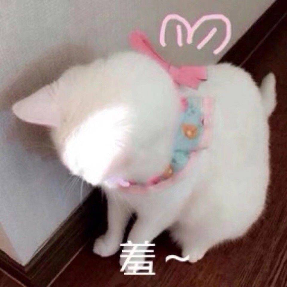 萌猫表情包