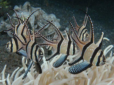 泗水玫瑰鱼
泗水玫瑰鱼（Banggai Cardinalfish），发源地：印度尼西亚Banggai群岛
泗水玫瑰鱼的分布范围非常有限，人们仅在印度尼西亚东部的班达群岛附近发现它们生存的踪迹。这种鱼身上分布着黑白条纹，并且拥有…