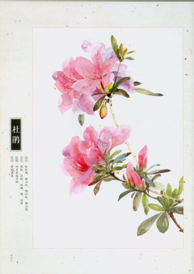 杜鹃花 手绘