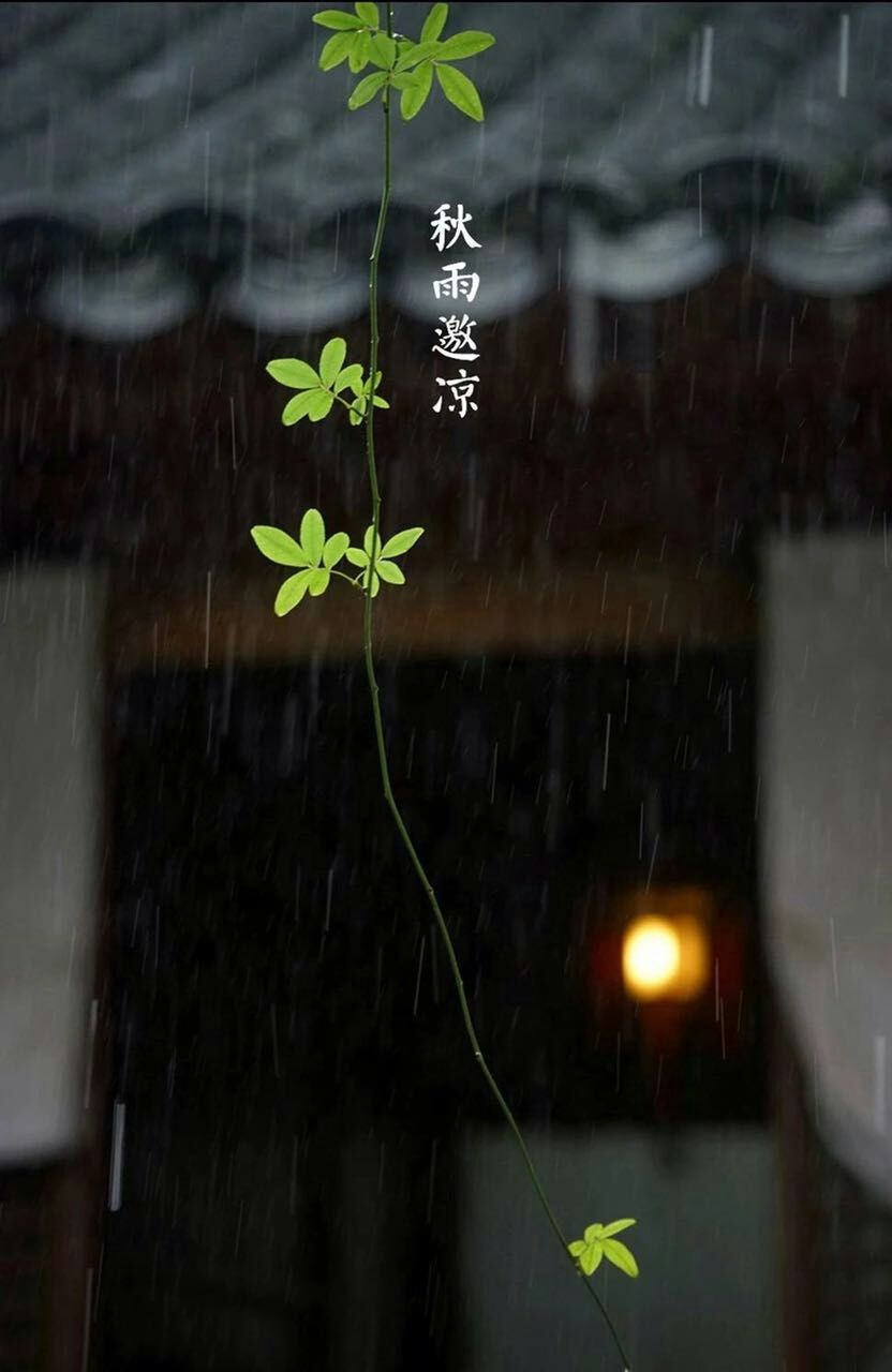 【中国节气：立秋】暑热渐退，白露晨起，秋雨邀凉。水澄露鱼，荷残莲生，梧桐叶落。葡萄挂架，煎香薷饮，一枕新凉。 据《月令七十二候集解》：秋，揪也，物于此而揪敛也。