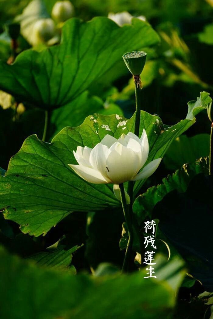 【中国节气：立秋】暑热渐退，白露晨起，秋雨邀凉。水澄露鱼，荷残莲生，梧桐叶落。葡萄挂架，煎香薷饮，一枕新凉。 据《月令七十二候集解》：秋，揪也，物于此而揪敛也。