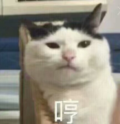 猫 表情包