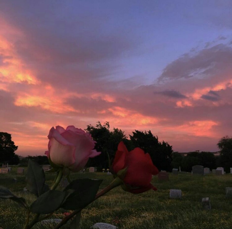 背景图 壁纸 夕阳 玫瑰