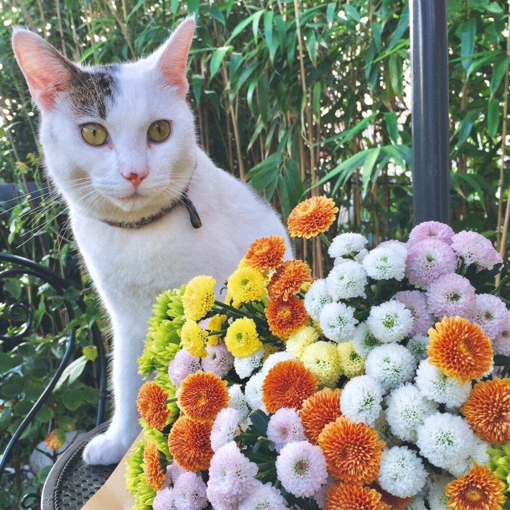 花&猫=花猫