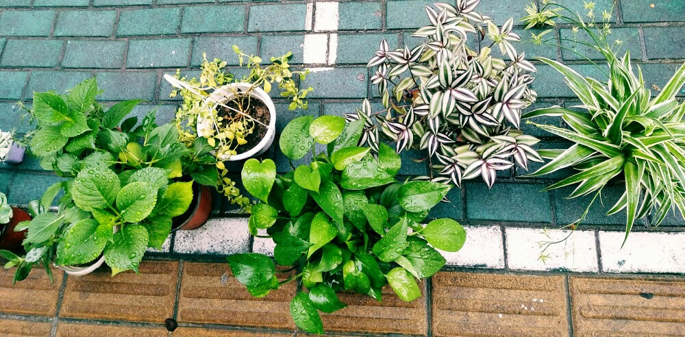 植物