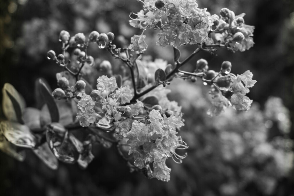 黑白花树