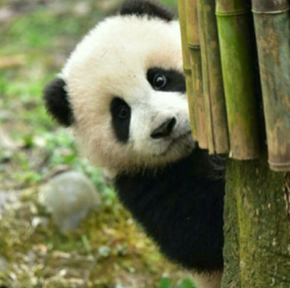 大熊猫为什么可爱图片