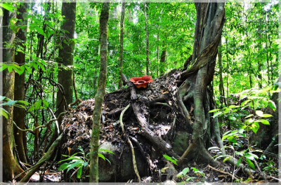 Malaysia National Parks, Sarawak, Gunung Gading
加丁山国家公园, 砂拉越州属, 马来西亚