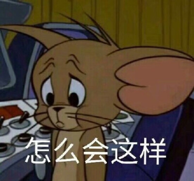 猫和老鼠