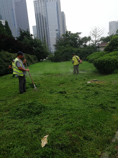 2017.8.8清晨在修草的大叔们
薄雾跟青草汁混在一起，形成了青草味道淡绿色的雾气
天鹅臂打卡第四天，依然是汗如雨下，小雨