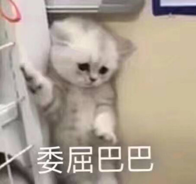 可爱，萝莉，猫猫表情包。