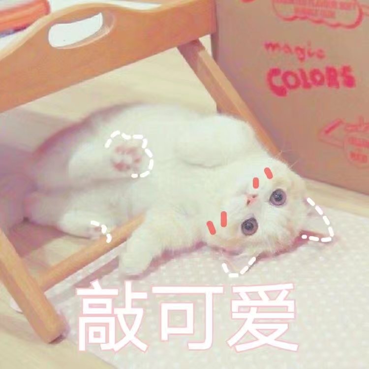 小猫猫