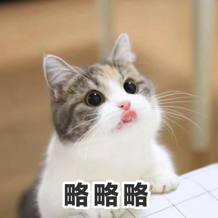 小猫猫