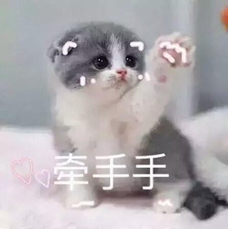 小猫猫