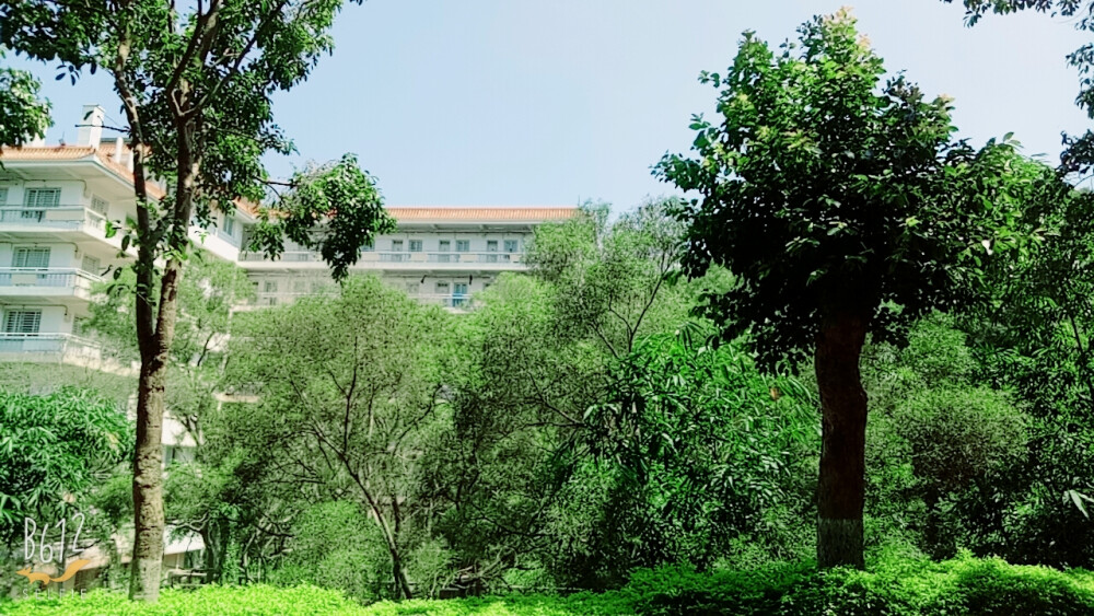 厦门大学林荫路