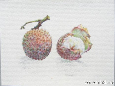 彩铅水果――荔枝
作者：画画的阿六头