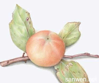 彩铅水果――柿子
作者：画画的阿六头
