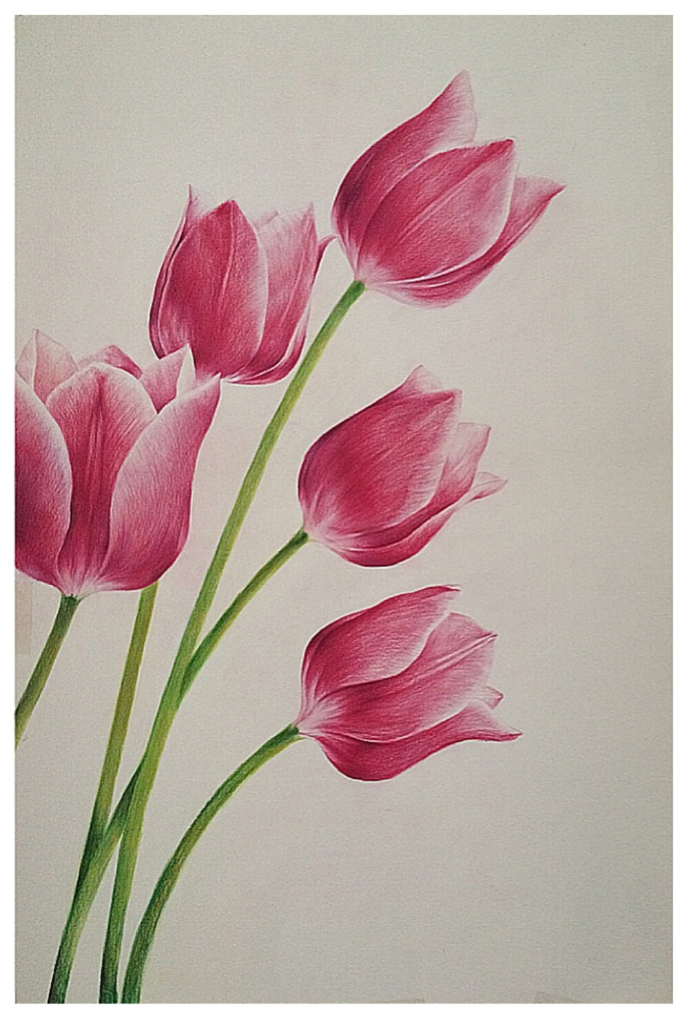 彩色铅笔画郁金香