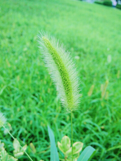 狗尾巴草，属于夏天的颜色