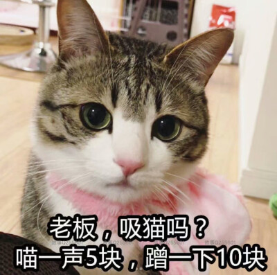 可爱猫猫表情包