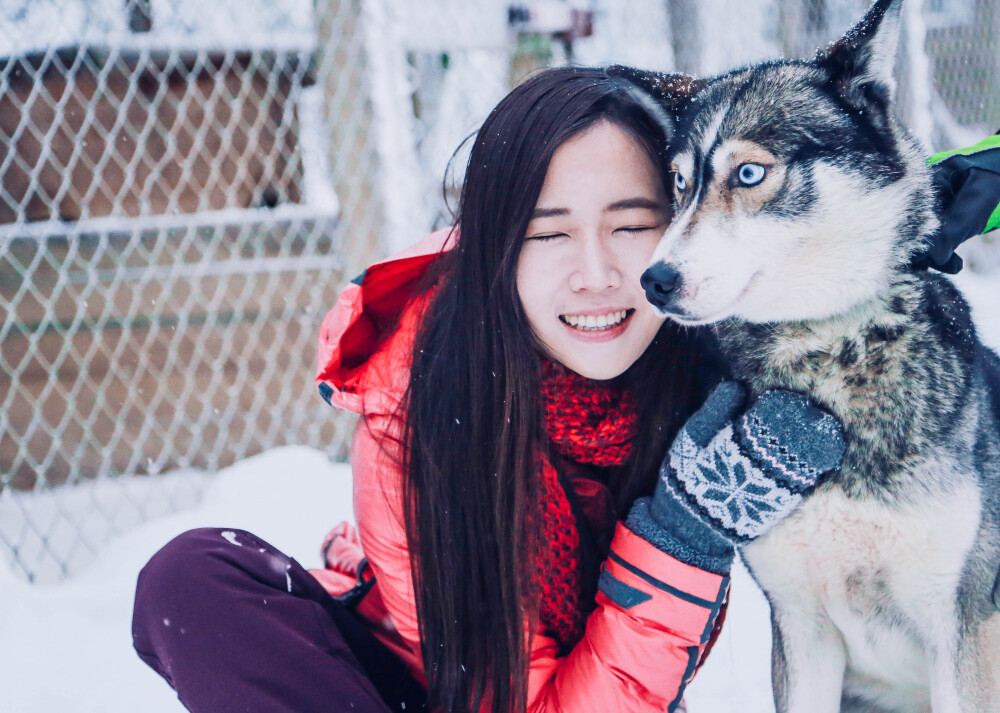 芬兰，雪橇犬