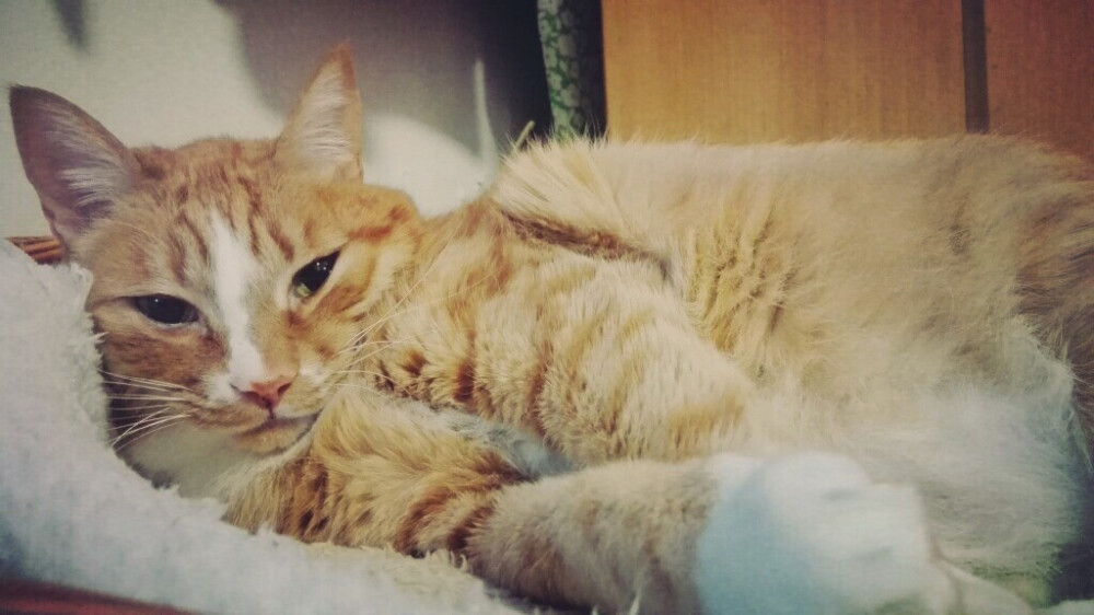 我家喵宝美不美！