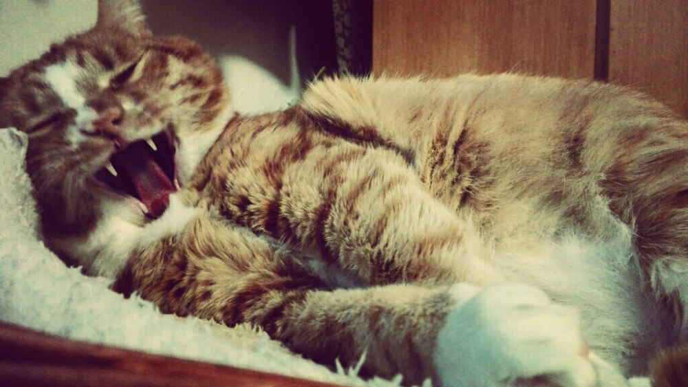 “给你看看我引以为豪的獠牙 帅不帅 够不够凶（￣⊿￣）”