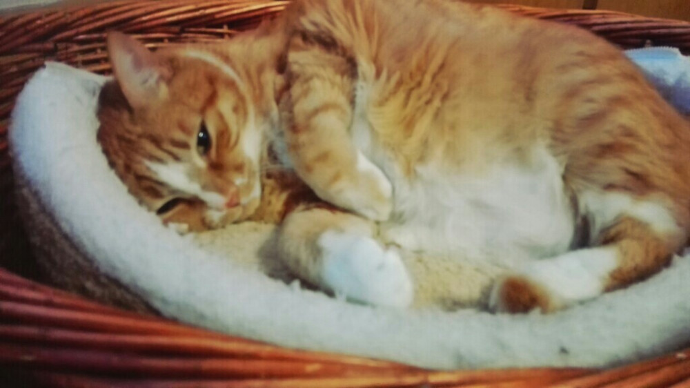 “我这叫胖得有美感 (▰˘◡˘▰)”