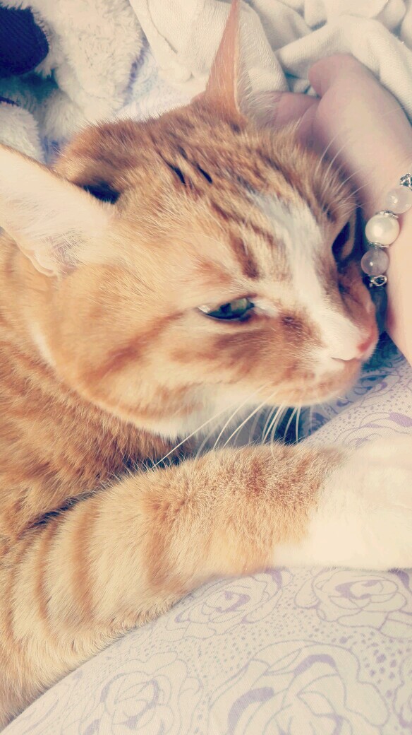 睡吧~ 睡~吧~ 我亲爱的猫叔 (๑˙❥˙๑)