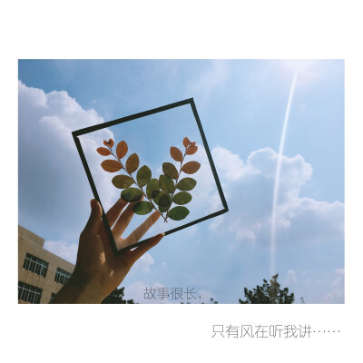 植物标本