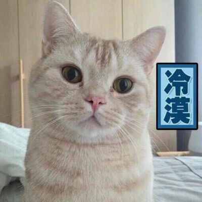 猫咪 表情