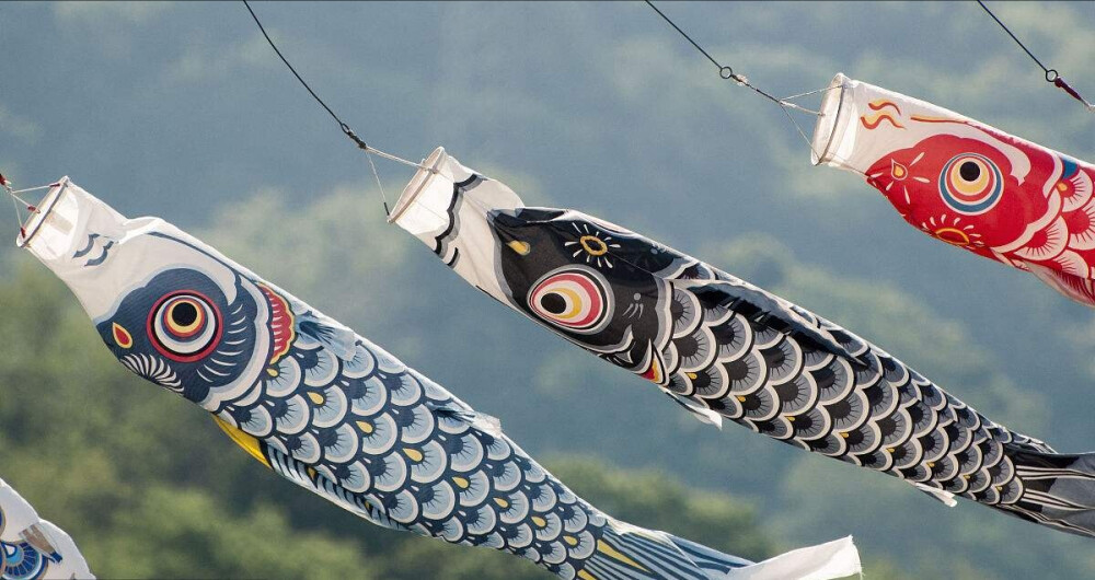 日本風物：鲤鱼旗
鲤鱼旗，在日本为庆祝五月五日男孩节（鲤のぼり/こいのぼり，日语叫“子供之日”），家有男孩的，家家挂鲤鱼旗。此风俗始于江户时代，原是农历端午节（端午の节句/たんごのせつく）的风俗。