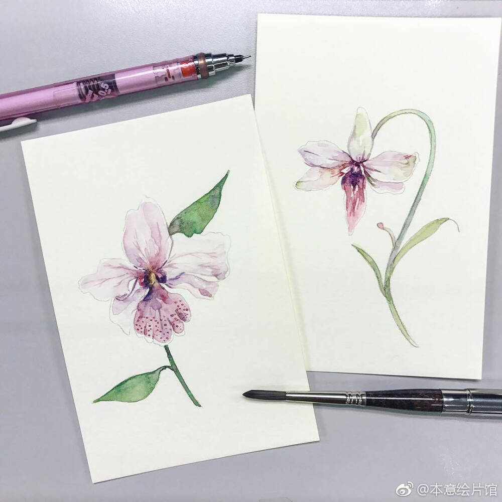 图源微博 待临花卉 水彩插画