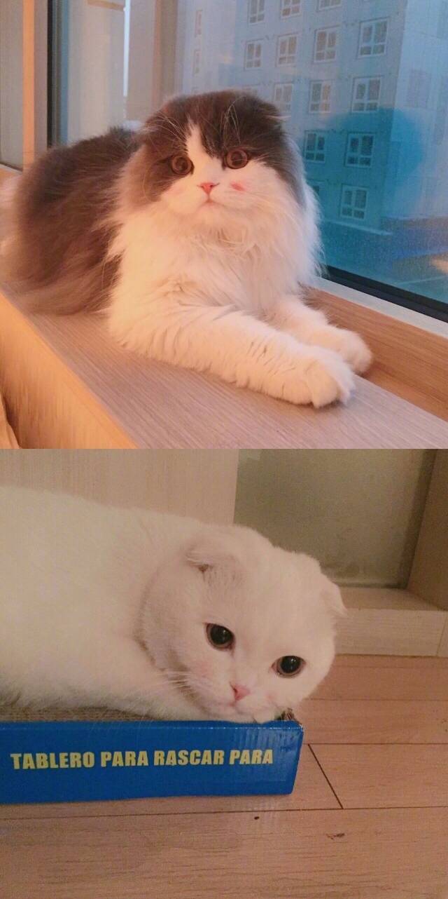 腮红猫