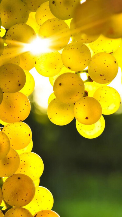 炫彩水果壁纸-金黄葡萄