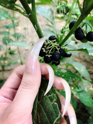 长指甲，long nails，snowdevi - 高清图片，堆糖，美图壁纸兴趣社区