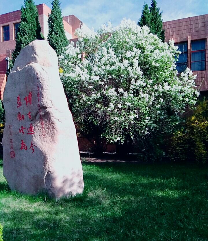 丁香花