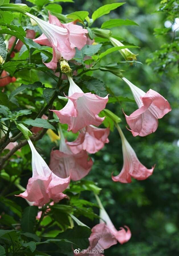 见到粉色曼陀罗花让人感到愉悦
