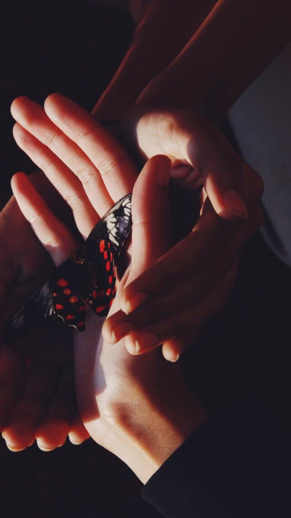 #蝴蝶 意境壁纸