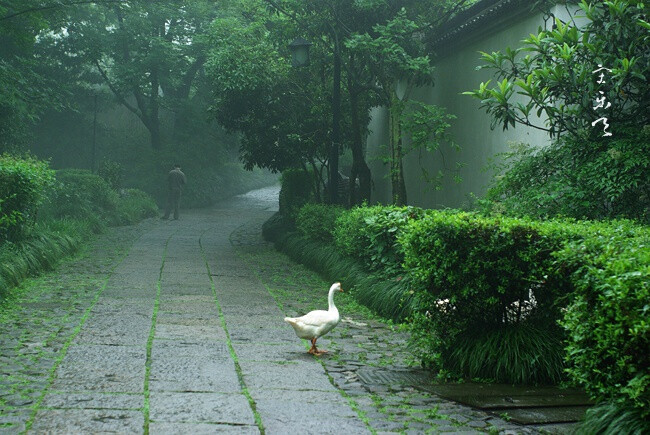 灵隐路的工程结束了，所以今天去了一趟灵隐、天竺。累日的水气弥漫在山路上。法喜寺的白兰花开了。雨看样子还要再下几天。 ​​​​