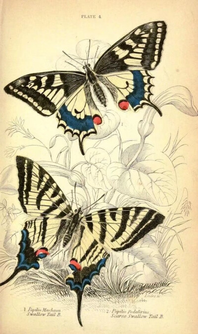 蝴蝶图谱 Foreign butterflies - Biodiversity Heritage Library