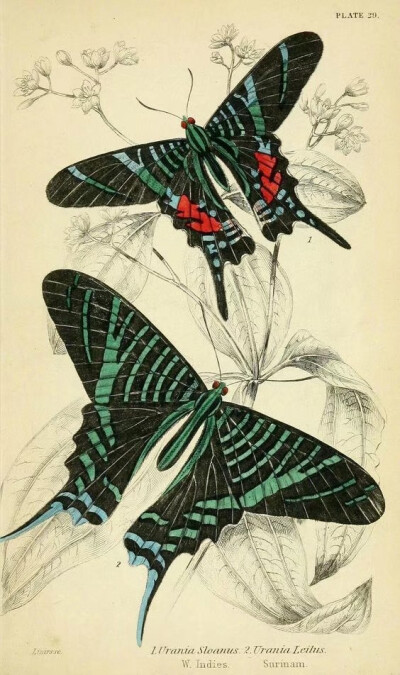 蝴蝶图谱 Foreign butterflies - Biodiversity Heritage Library