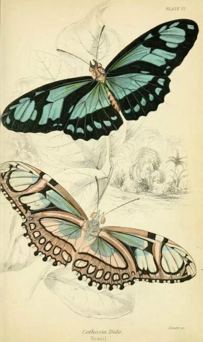 蝴蝶图谱 Foreign butterflies - Biodiversity Heritage Library
