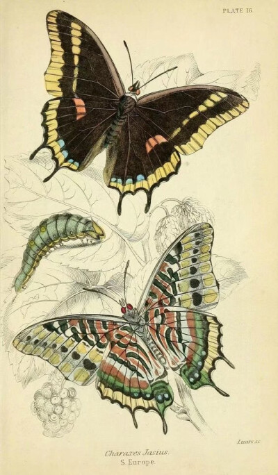 蝴蝶图谱 Foreign butterflies - Biodiversity Heritage Library