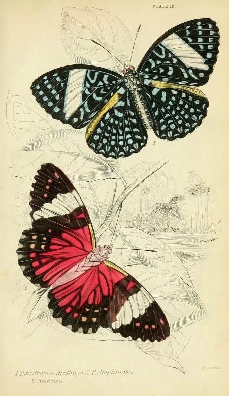 蝴蝶图谱 Foreign butterflies - Biodiversity Heritage Library