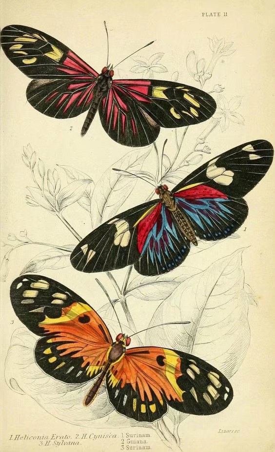 蝴蝶图谱 Foreign butterflies - Biodiversity Heritage Library