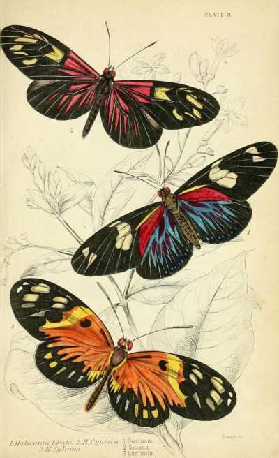 蝴蝶图谱 Foreign butterflies - Biodiversity Heritage Library
