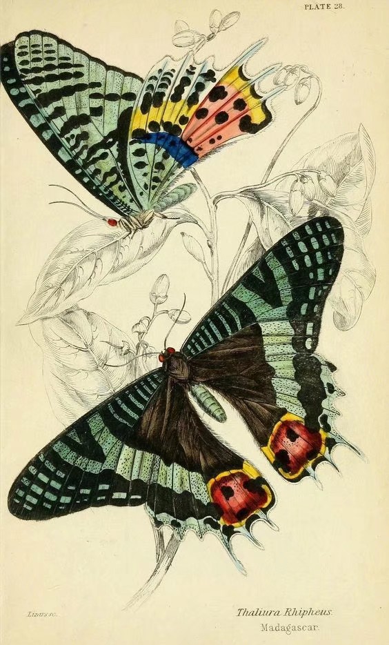 蝴蝶图谱 Foreign butterflies - Biodiversity Heritage Library