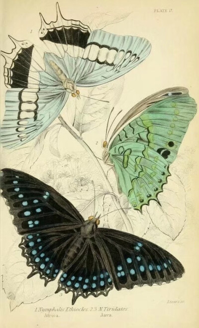 蝴蝶图谱 Foreign butterflies - Biodiversity Heritage Library