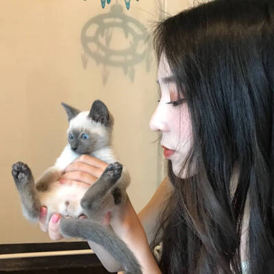 堇星.♡ 头像 女头 猫 暹罗猫 可爱 小仙女